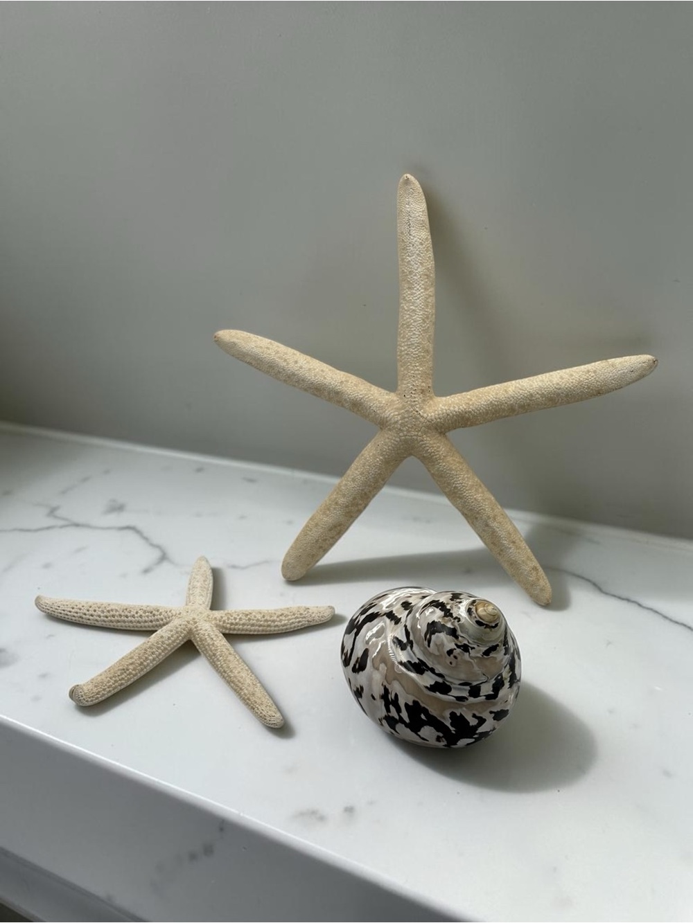 Mother of Pearl Shell Black cream & two Starfish Nautical Beach Coastal Decor